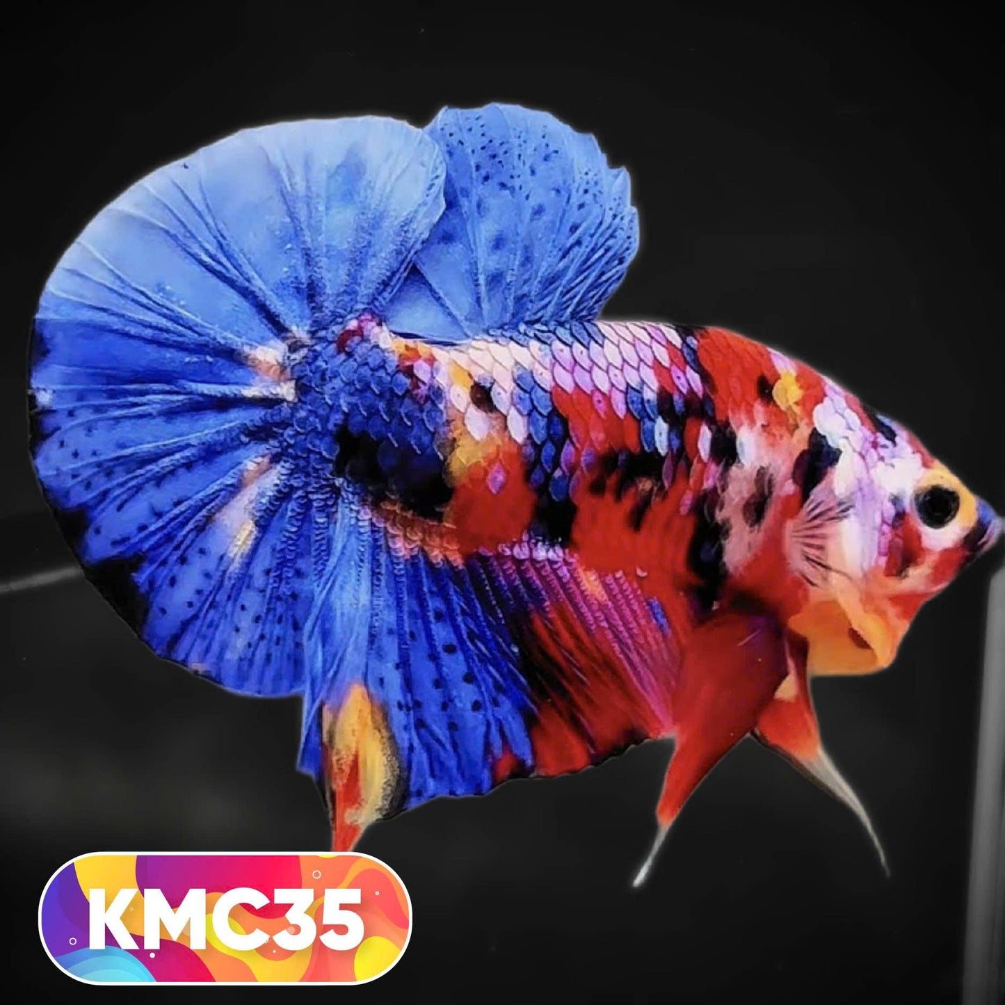 Multicolor Yellow Base Plakat Male Betta Fish | Order Directly From Farm |  You Pick Fish