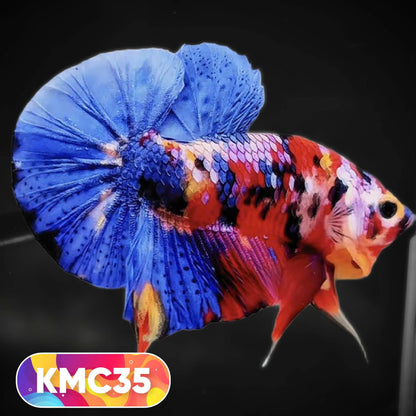 Multicolor Yellow Base Plakat Male Betta Fish | Order Directly From Farm |  You Pick Fish
