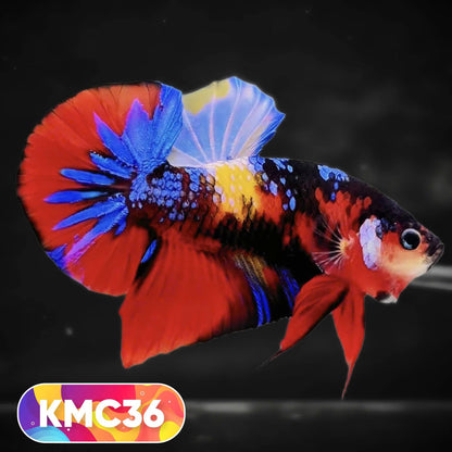 Multicolor Yellow Base Plakat Male Betta Fish | Order Directly From Farm |  You Pick Fish