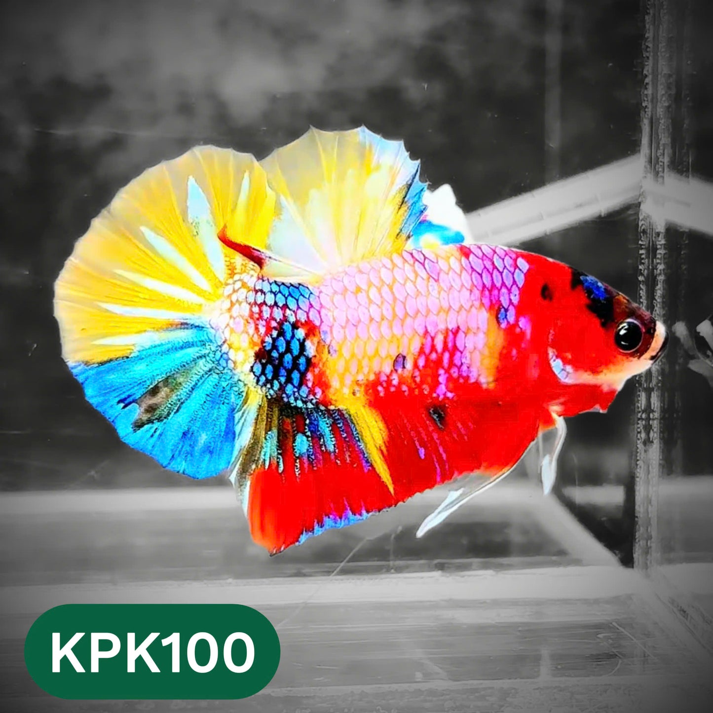 Multicolor Yellow Base Plakat Male Betta Fish | Order Directly From Farm |  You Pick Fish
