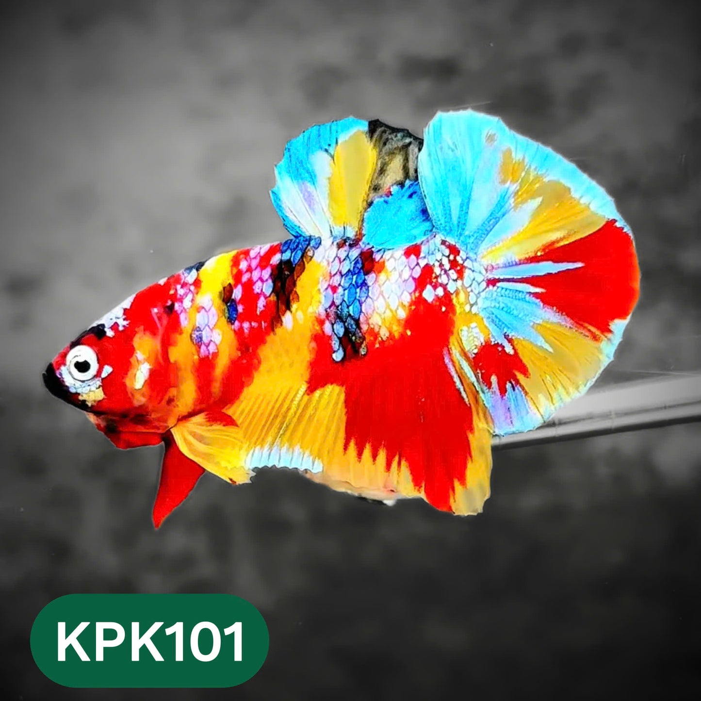 Multicolor Yellow Base Plakat Male Betta Fish | Order Directly From Farm |  You Pick Fish