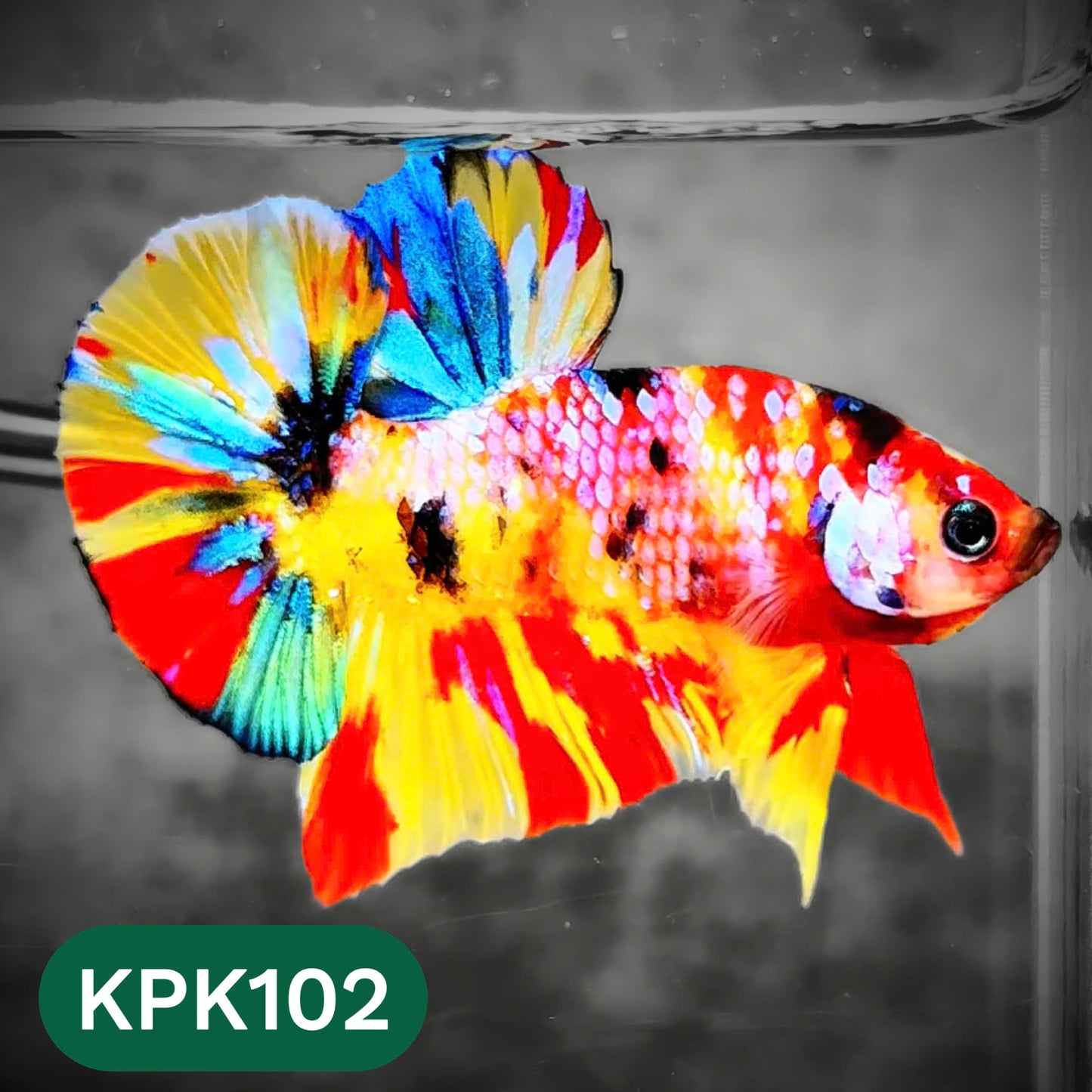 Multicolor Yellow Base Plakat Male Betta Fish | Order Directly From Farm |  You Pick Fish