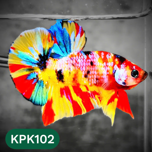 Multicolor Yellow Base Plakat Male Betta Fish | Order Directly From Farm |  You Pick Fish