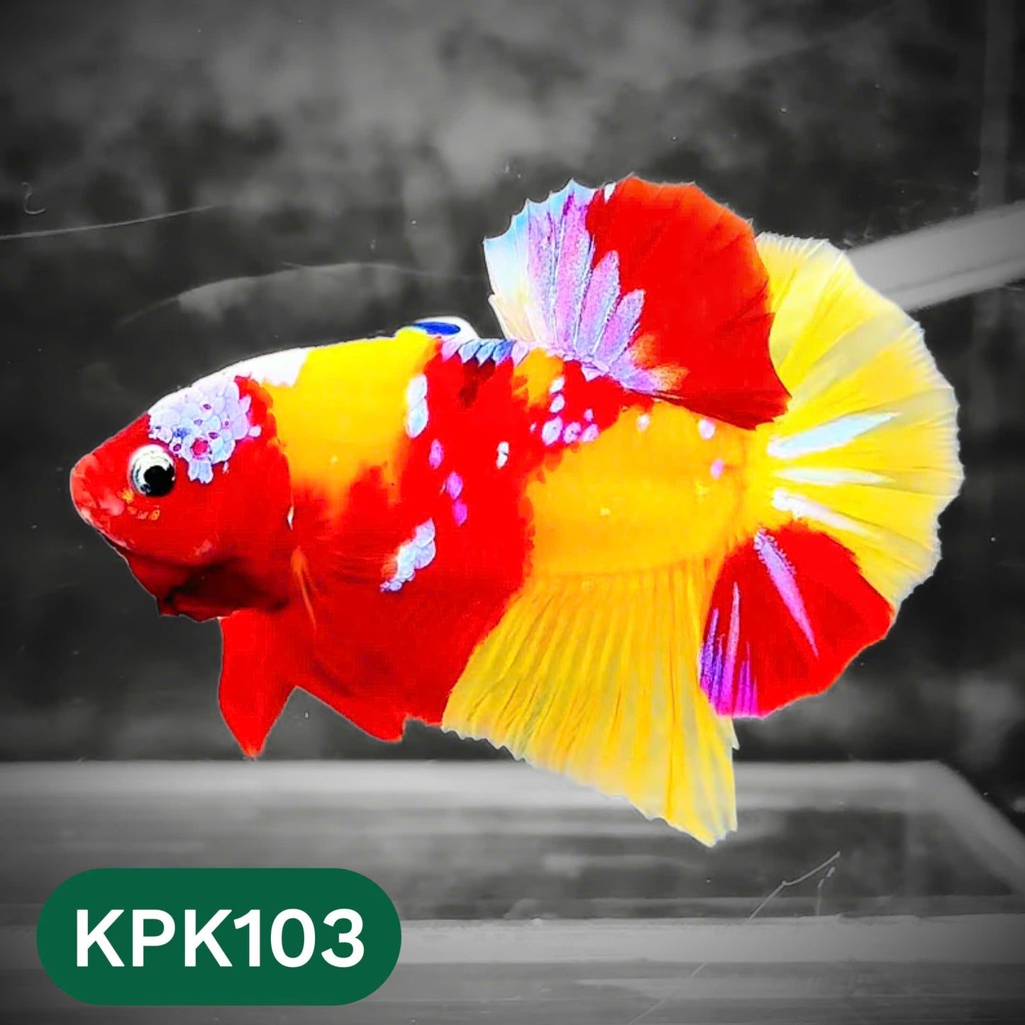 Multicolor Yellow Base Plakat Male Betta Fish | Order Directly From Farm |  You Pick Fish