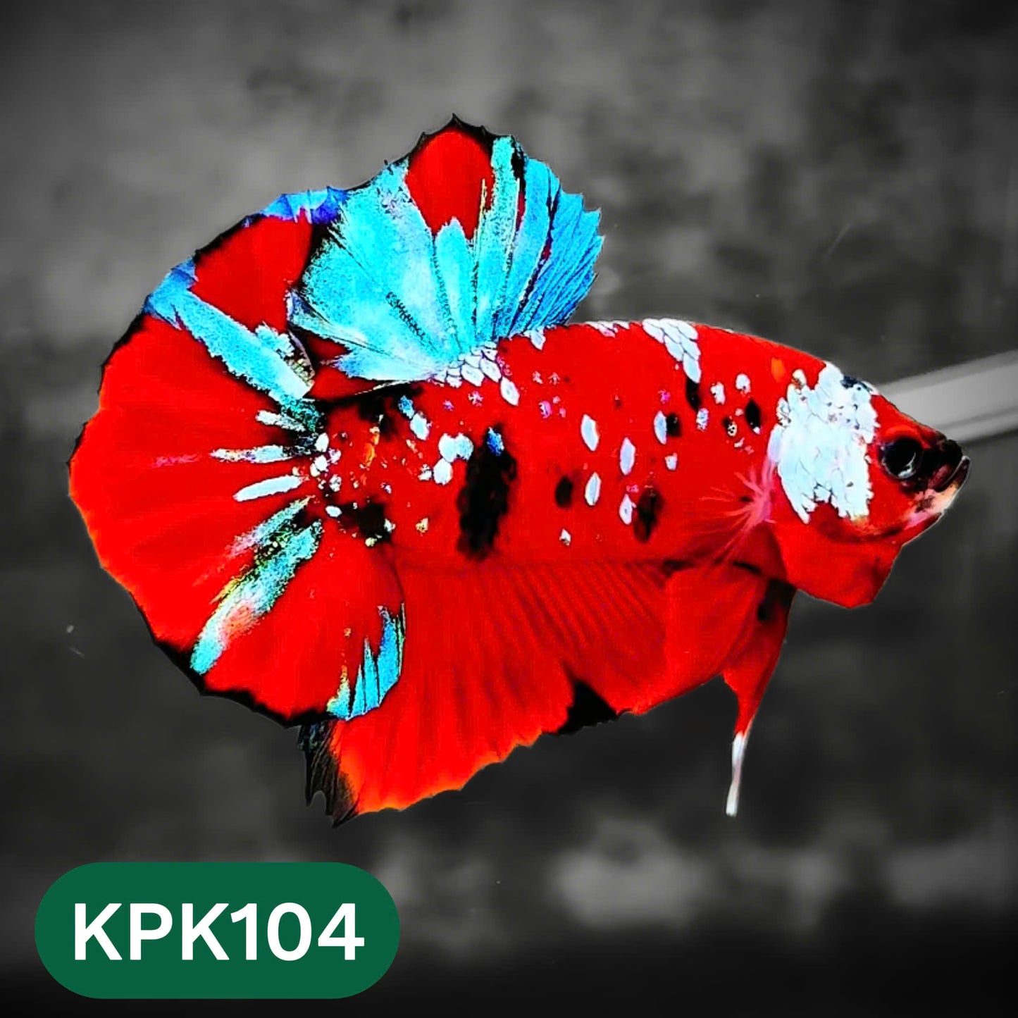 Multicolor Yellow Base Plakat Male Betta Fish | Order Directly From Farm |  You Pick Fish