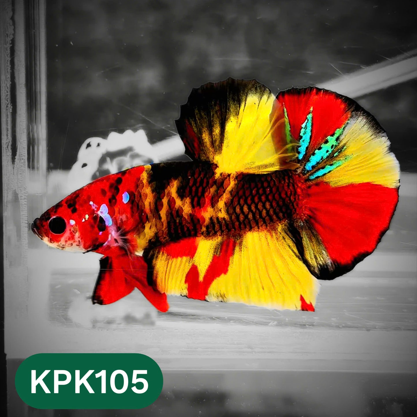 Multicolor Yellow Base Plakat Male Betta Fish | Order Directly From Farm |  You Pick Fish