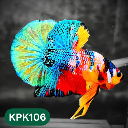 Multicolor Yellow Base Plakat Male Betta Fish | Order Directly From Farm |  You Pick Fish