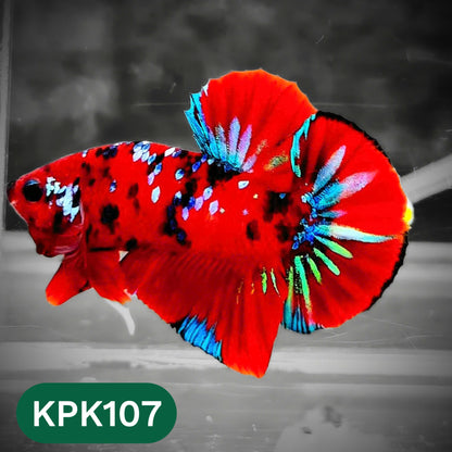 Multicolor Yellow Base Plakat Male Betta Fish | Order Directly From Farm |  You Pick Fish
