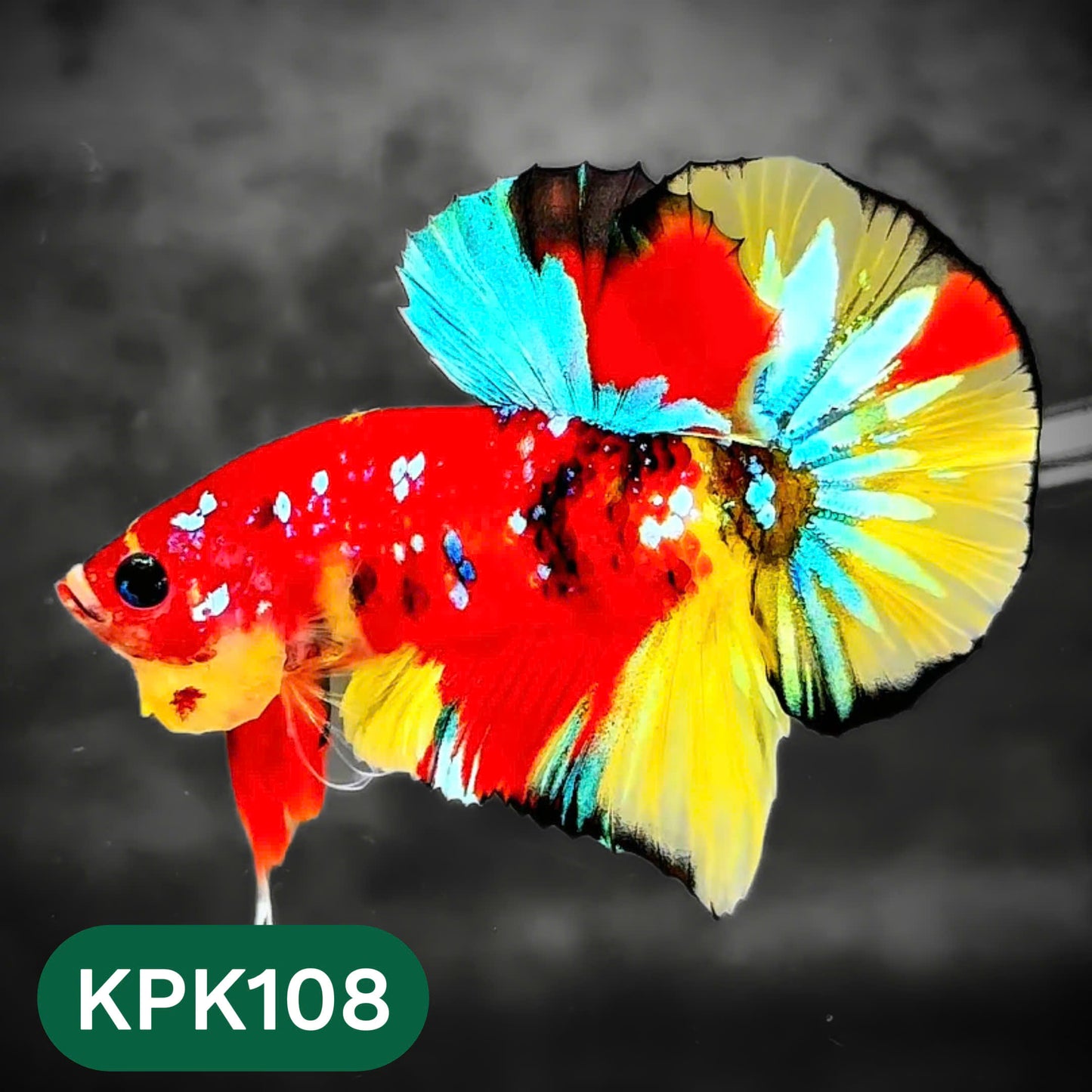 Multicolor Yellow Base Plakat Male Betta Fish | Order Directly From Farm |  You Pick Fish