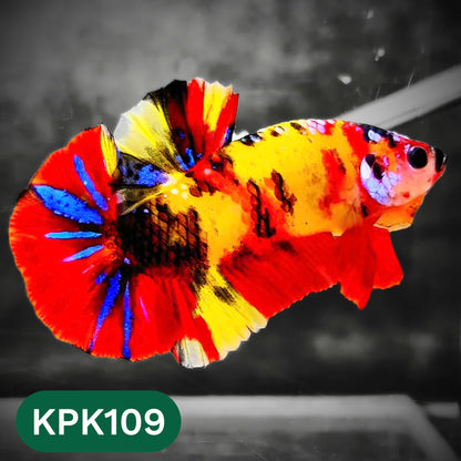 Multicolor Yellow Base Plakat Male Betta Fish | Order Directly From Farm |  You Pick Fish