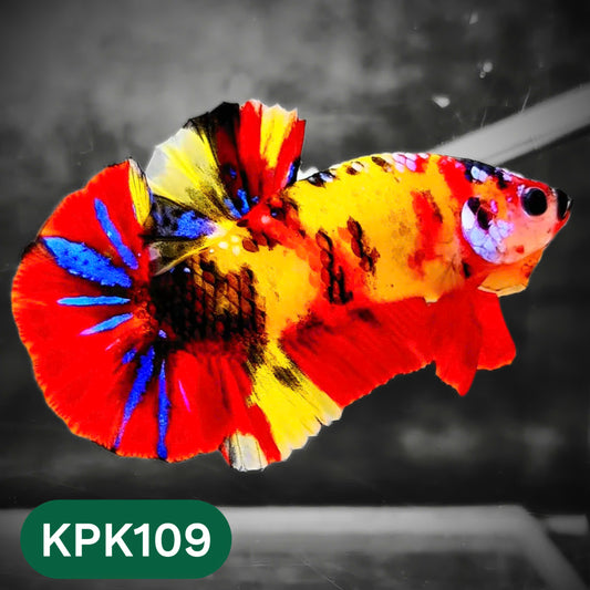 Multicolor Yellow Base Plakat Male Betta Fish | Order Directly From Farm |  You Pick Fish