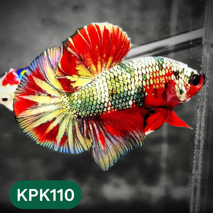 Multicolor Yellow Base Plakat Male Betta Fish | Order Directly From Farm |  You Pick Fish