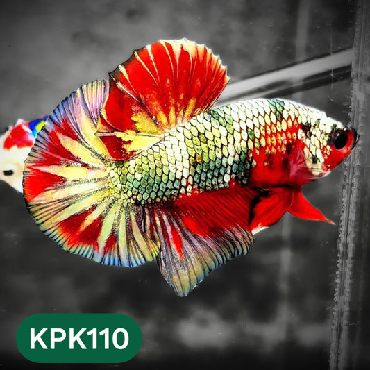 Multicolor Yellow Base Plakat Male Betta Fish | Order Directly From Farm |  You Pick Fish