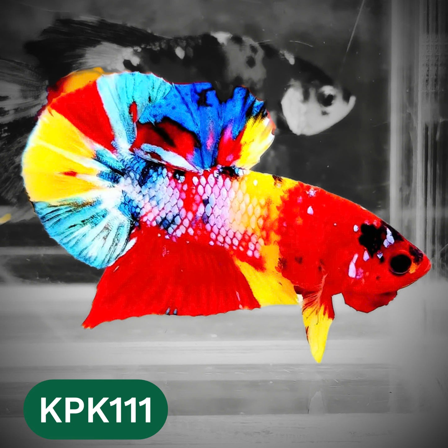 Multicolor Yellow Base Plakat Male Betta Fish | Order Directly From Farm |  You Pick Fish