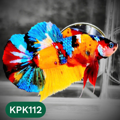 Multicolor Yellow Base Plakat Male Betta Fish | Order Directly From Farm |  You Pick Fish