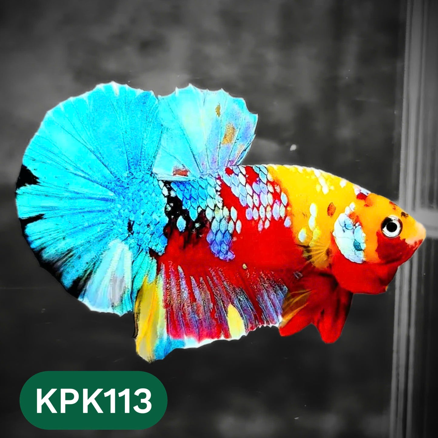 Multicolor Yellow Base Plakat Male Betta Fish | Order Directly From Farm |  You Pick Fish