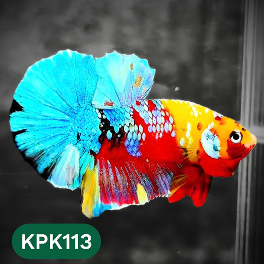 Multicolor Yellow Base Plakat Male Betta Fish | Order Directly From Farm |  You Pick Fish