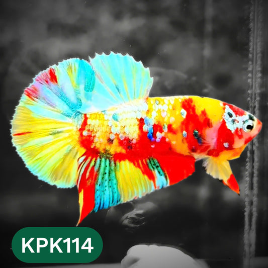 Multicolor Yellow Base Plakat Male Betta Fish | Order Directly From Farm |  You Pick Fish