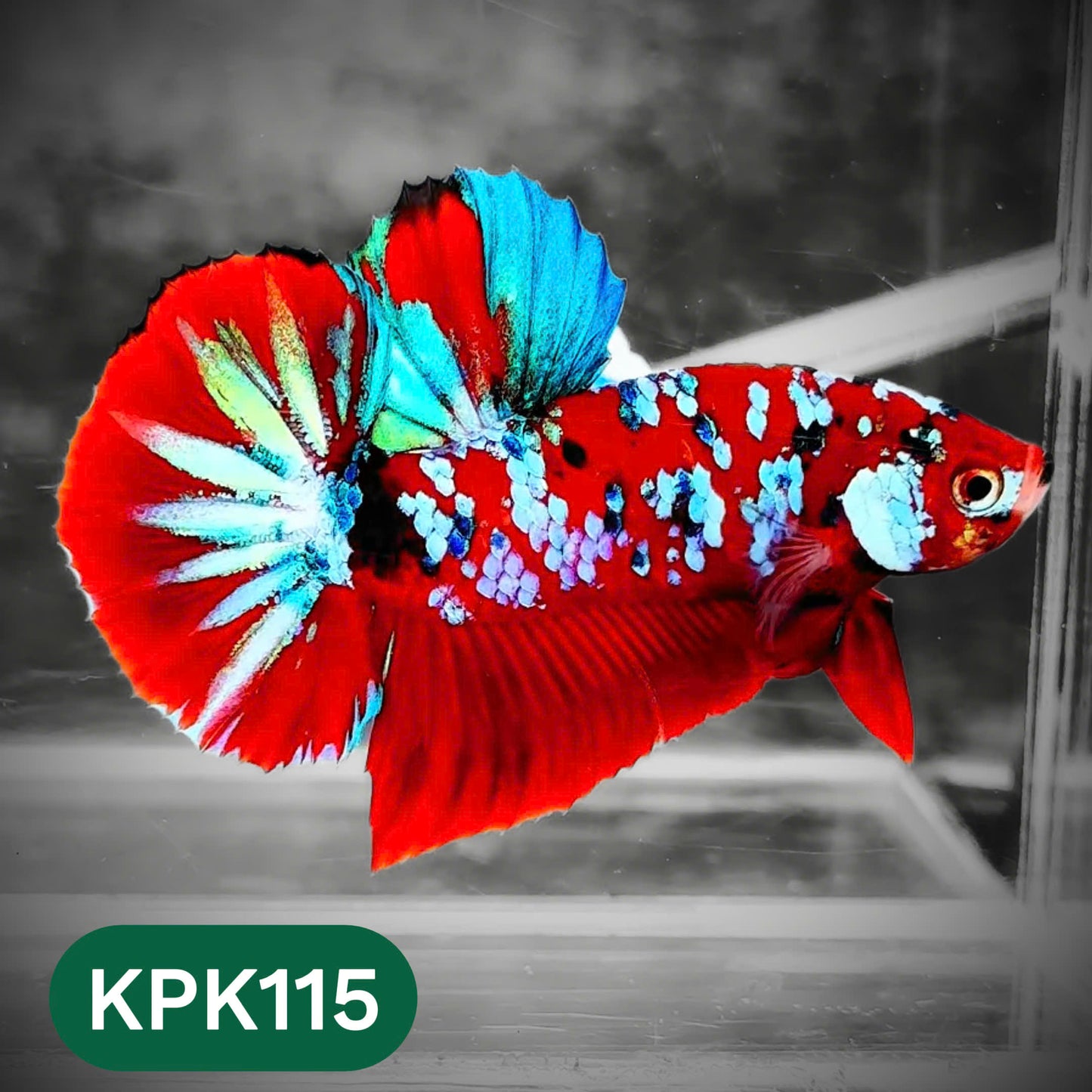 Multicolor Yellow Base Plakat Male Betta Fish | Order Directly From Farm |  You Pick Fish