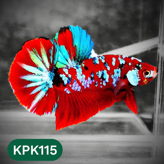 Multicolor Yellow Base Plakat Male Betta Fish | Order Directly From Farm |  You Pick Fish