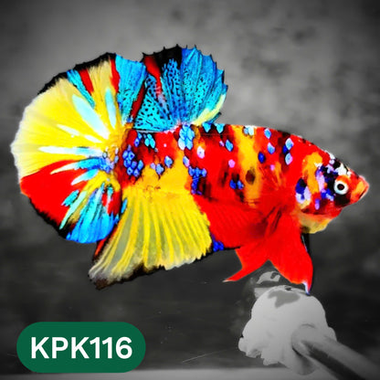 Multicolor Yellow Base Plakat Male Betta Fish | Order Directly From Farm |  You Pick Fish