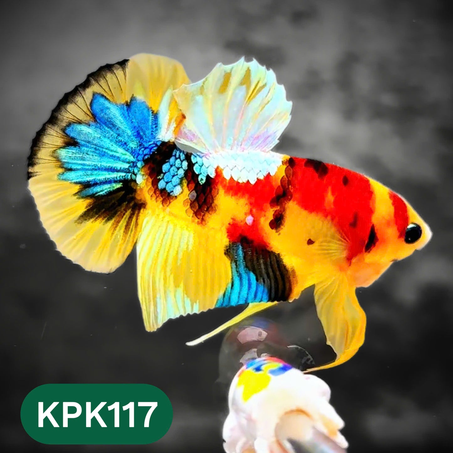 Multicolor Yellow Base Plakat Male Betta Fish | Order Directly From Farm |  You Pick Fish