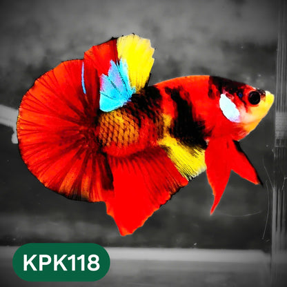 Multicolor Yellow Base Plakat Male Betta Fish | Order Directly From Farm |  You Pick Fish