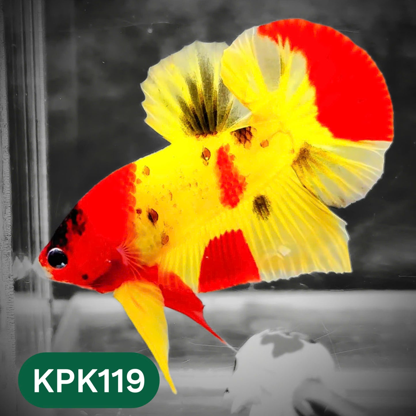 Multicolor Yellow Base Plakat Male Betta Fish | Order Directly From Farm |  You Pick Fish