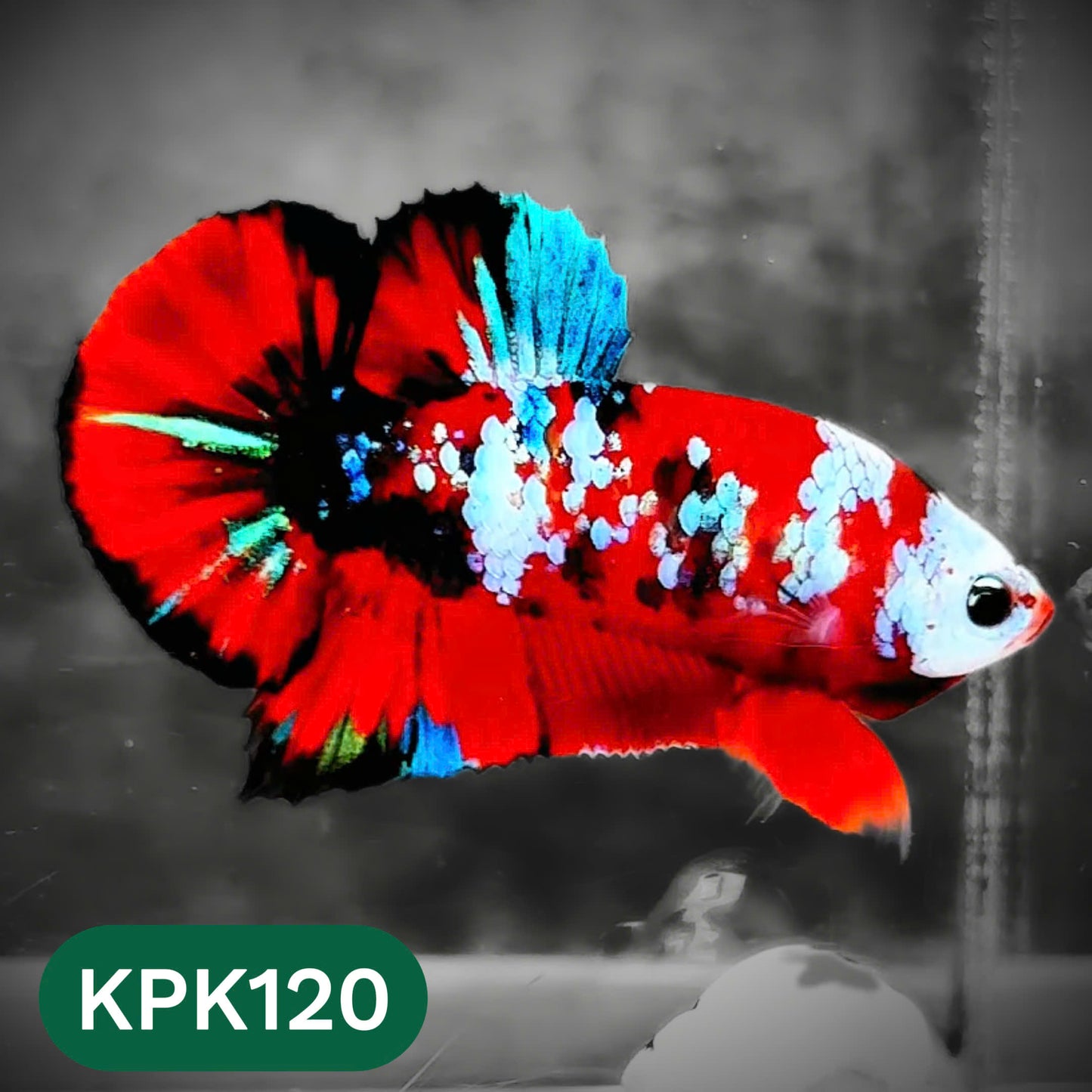 Multicolor Yellow Base Plakat Male Betta Fish | Order Directly From Farm |  You Pick Fish