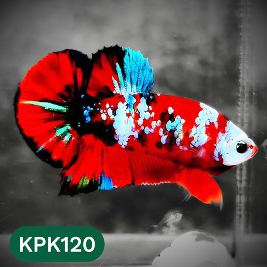 Multicolor Yellow Base Plakat Male Betta Fish | Order Directly From Farm |  You Pick Fish