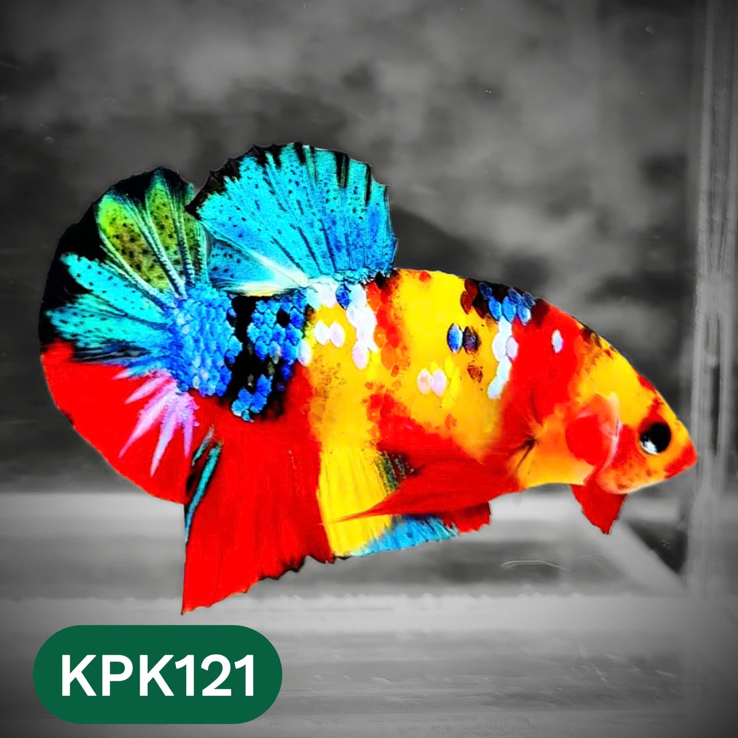 Multicolor Yellow Base Plakat Male Betta Fish | Order Directly From Farm |  You Pick Fish