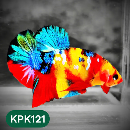 Multicolor Yellow Base Plakat Male Betta Fish | Order Directly From Farm |  You Pick Fish