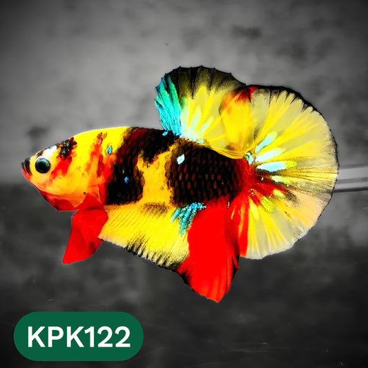 Multicolor Yellow Base Plakat Male Betta Fish | Order Directly From Farm |  You Pick Fish