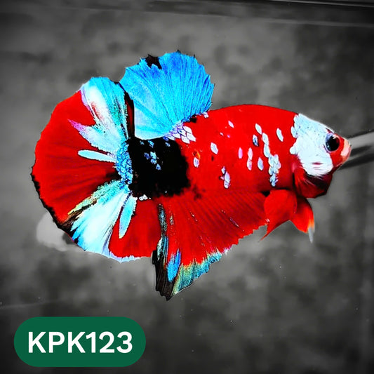 Multicolor Yellow Base Plakat Male Betta Fish | Order Directly From Farm |  You Pick Fish