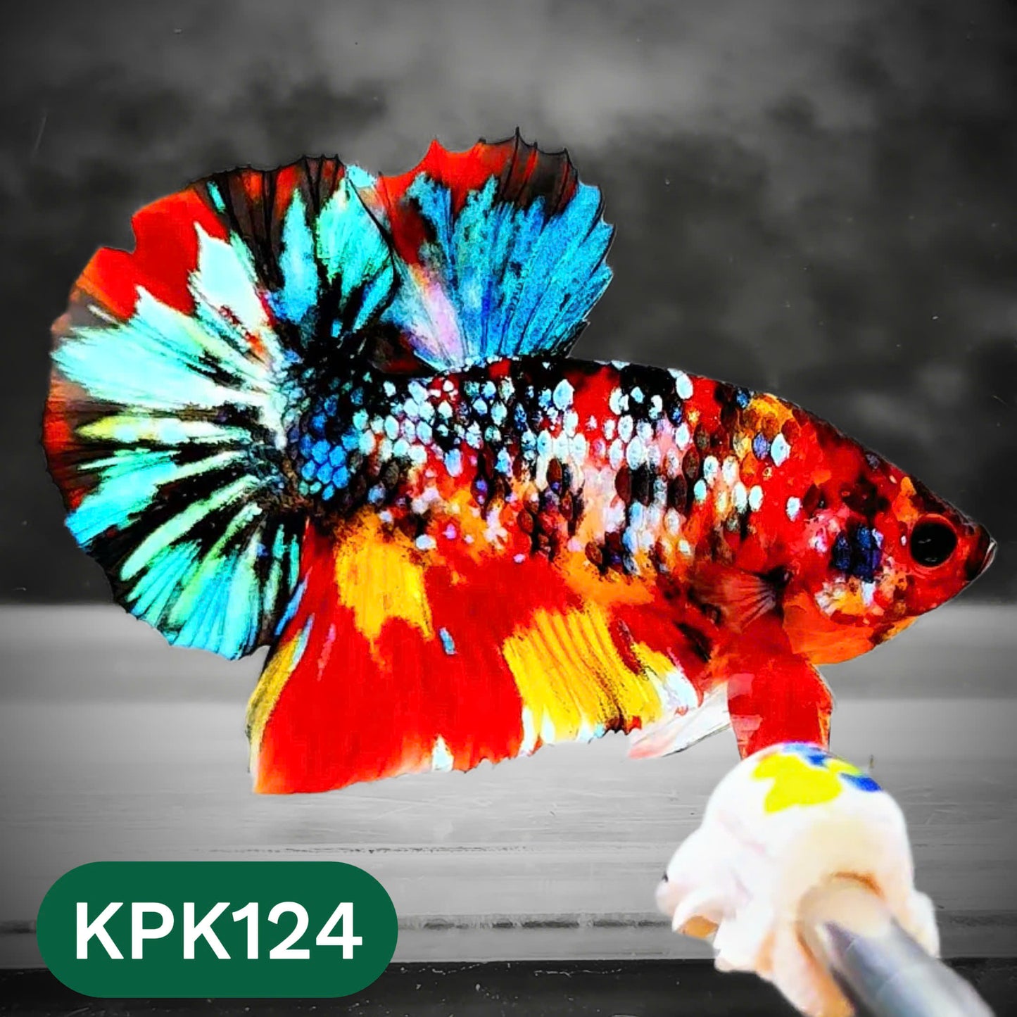 Multicolor Yellow Base Plakat Male Betta Fish | Order Directly From Farm |  You Pick Fish
