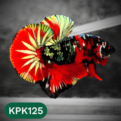 Multicolor Yellow Base Plakat Male Betta Fish | Order Directly From Farm |  You Pick Fish