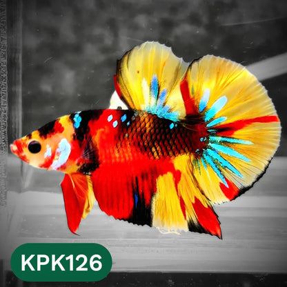 Multicolor Yellow Base Plakat Male Betta Fish | Order Directly From Farm |  You Pick Fish