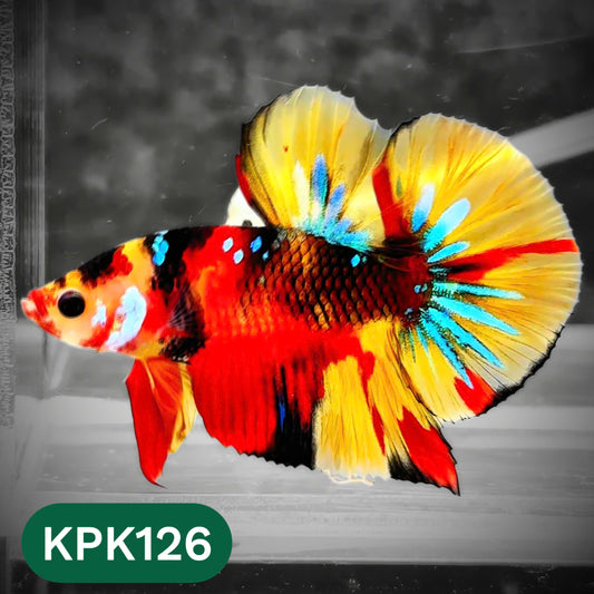 Multicolor Yellow Base Plakat Male Betta Fish | Order Directly From Farm |  You Pick Fish