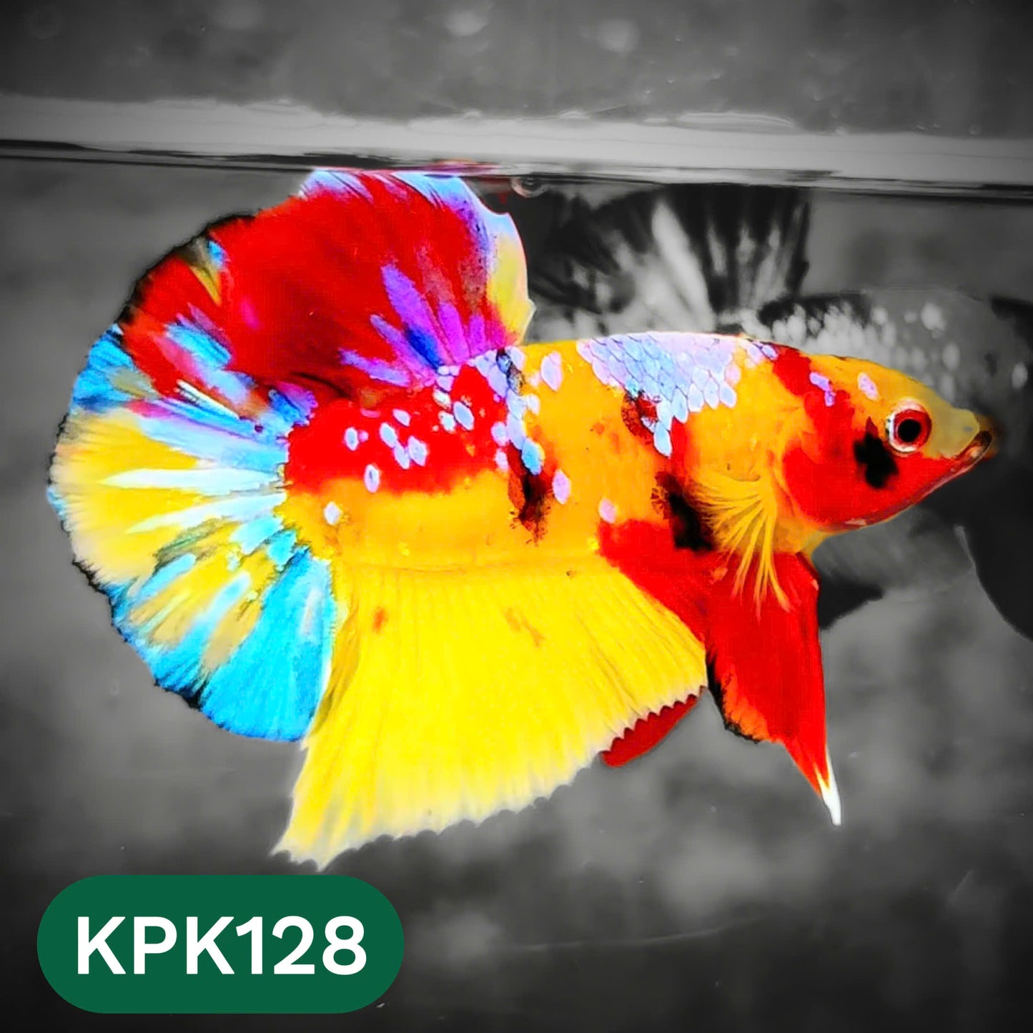 Multicolor Yellow Base Plakat Male Betta Fish | Order Directly From Farm |  You Pick Fish