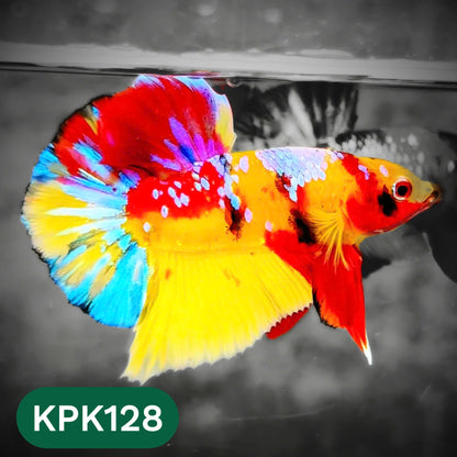 Multicolor Yellow Base Plakat Male Betta Fish | Order Directly From Farm |  You Pick Fish