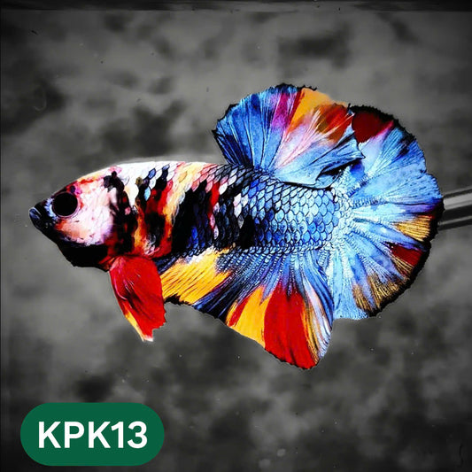 Multicolor Plakat Male Betta Fish |Show Grade|  You Pick Fish