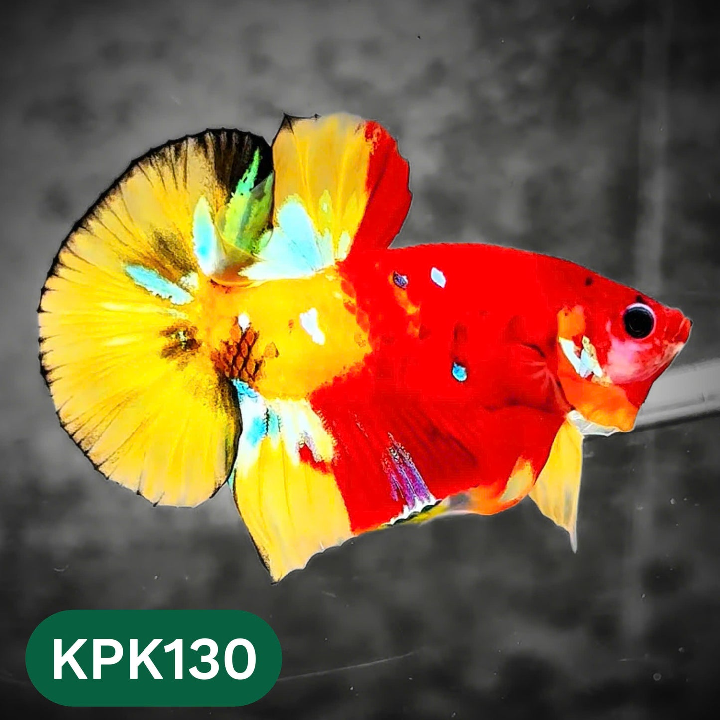 Multicolor Yellow Base Plakat Male Betta Fish | Order Directly From Farm |  You Pick Fish
