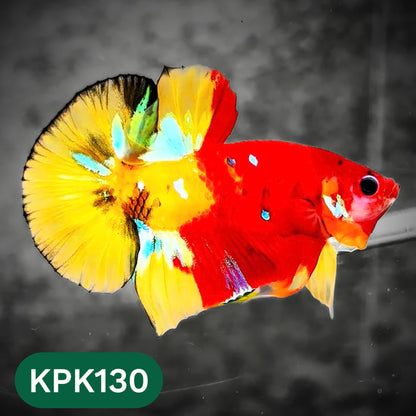 Multicolor Yellow Base Plakat Male Betta Fish | Order Directly From Farm |  You Pick Fish