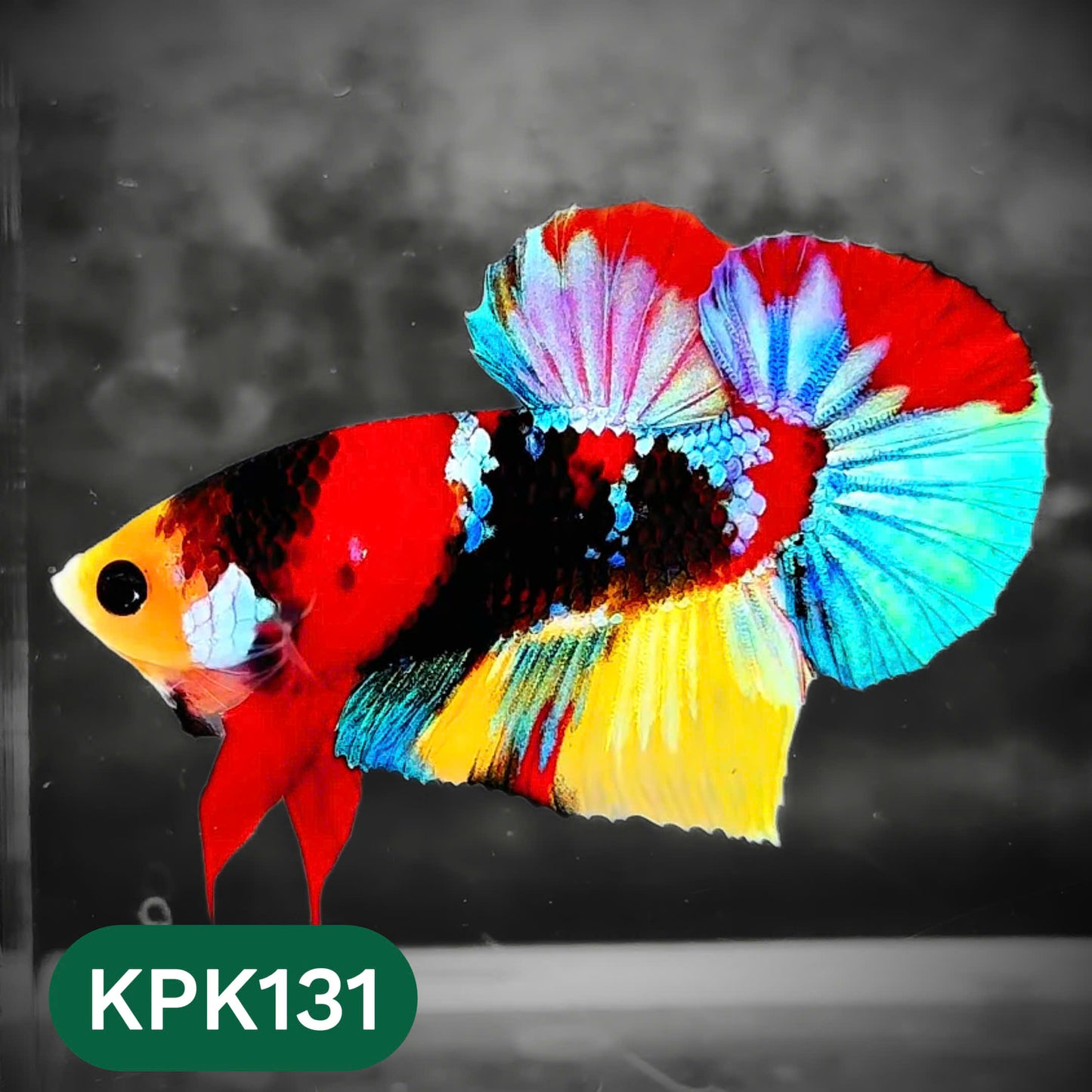 Multicolor Yellow Base Plakat Male Betta Fish | Order Directly From Farm |  You Pick Fish