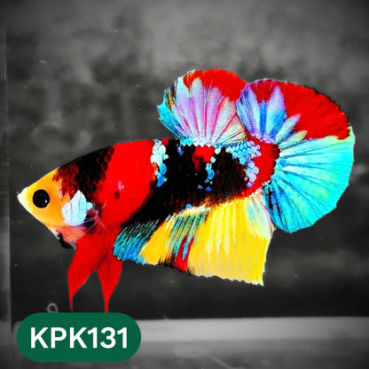 Multicolor Yellow Base Plakat Male Betta Fish | Order Directly From Farm |  You Pick Fish