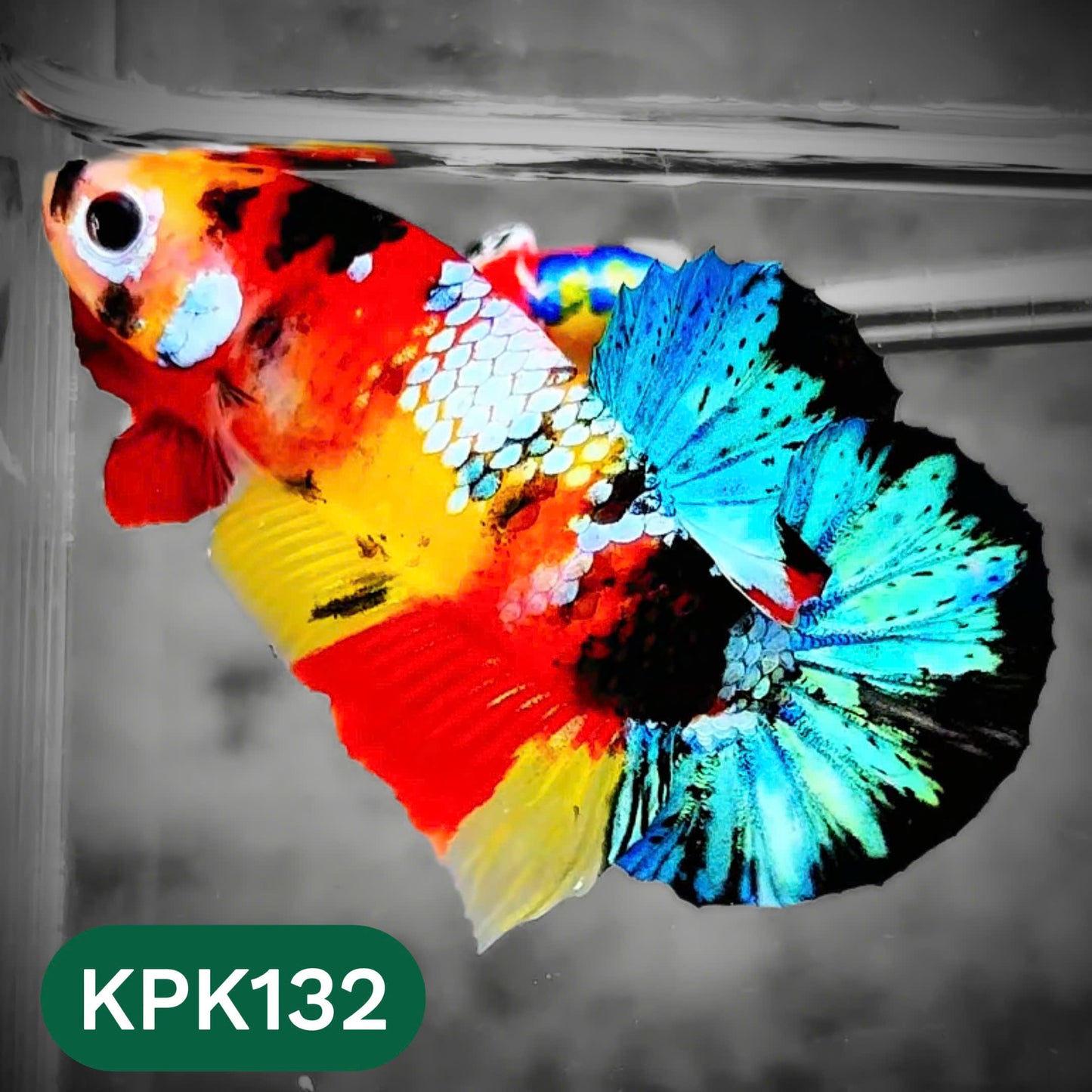 Multicolor Yellow Base Plakat Male Betta Fish | Order Directly From Farm |  You Pick Fish