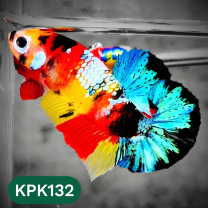 Multicolor Yellow Base Plakat Male Betta Fish | Order Directly From Farm |  You Pick Fish