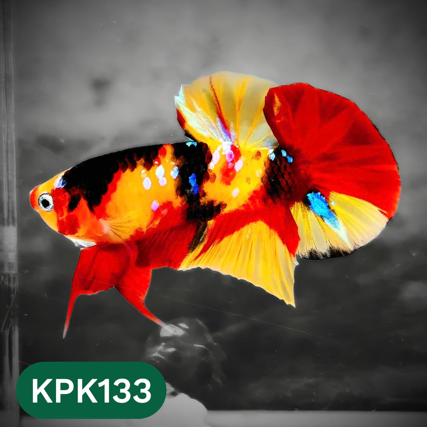 Multicolor Yellow Base Plakat Male Betta Fish | Order Directly From Farm |  You Pick Fish