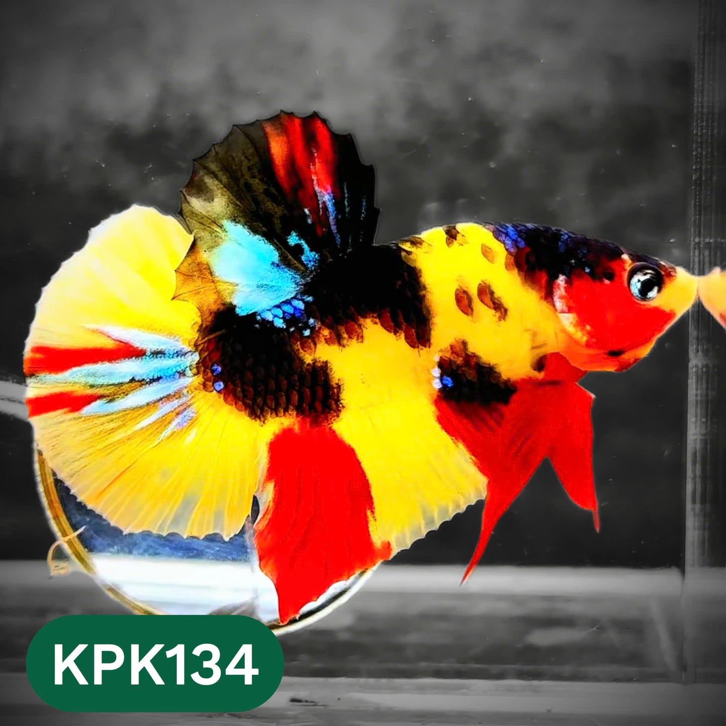 Multicolor Yellow Base Plakat Male Betta Fish | Order Directly From Farm |  You Pick Fish