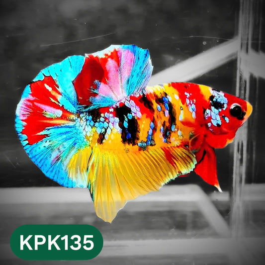 Multicolor Yellow Base Plakat Male Betta Fish | Order Directly From Farm |  You Pick Fish